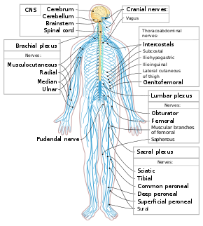 Knowing Your Nervous System | Universal Wellness Source